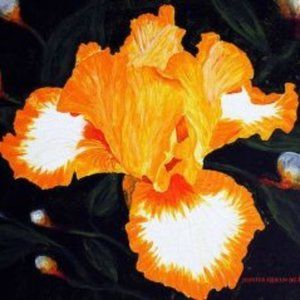 YELLOW IRIS ~ 8" x 10" ~ copy of my painting